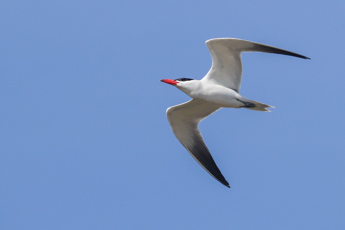 Caspian Tern - ML620184180