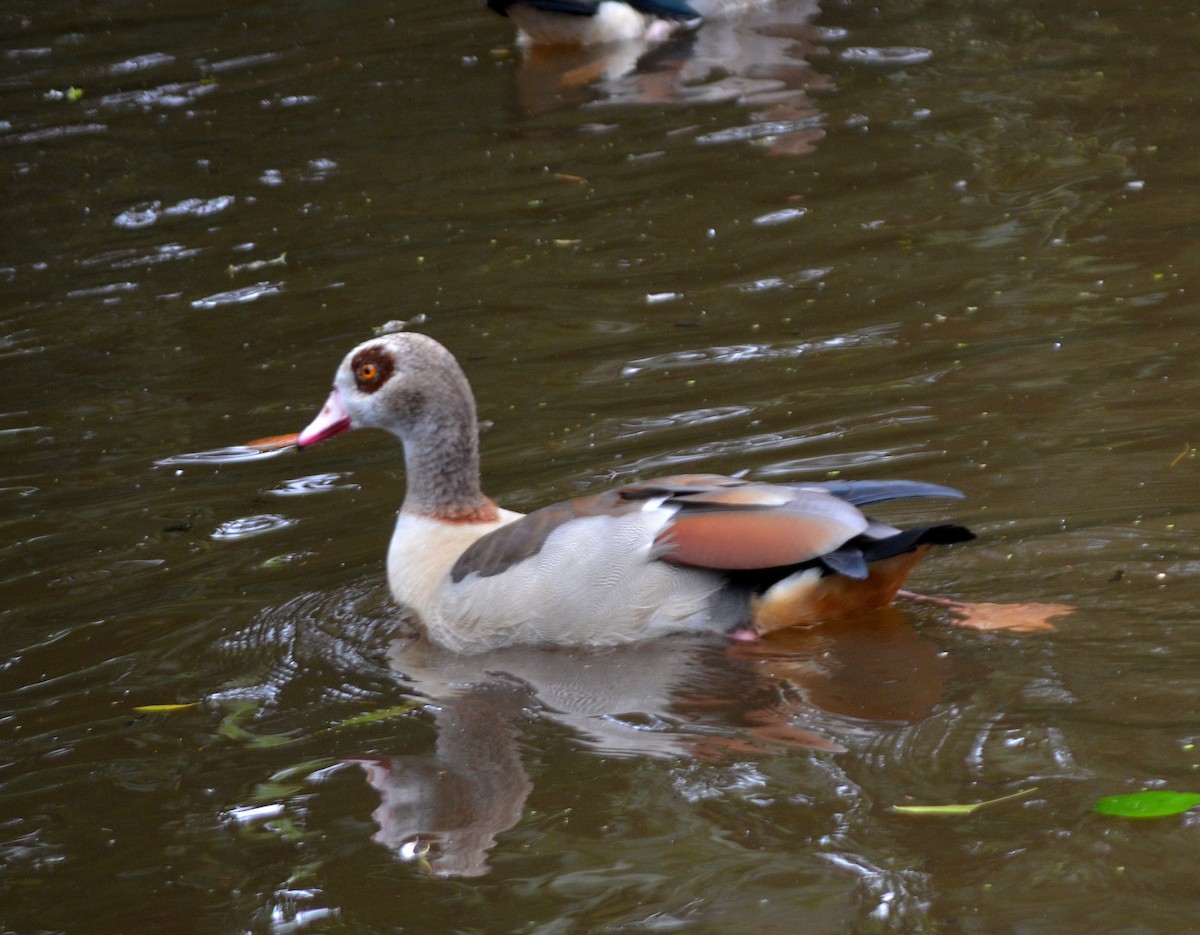 Egyptian Goose - ML620184181