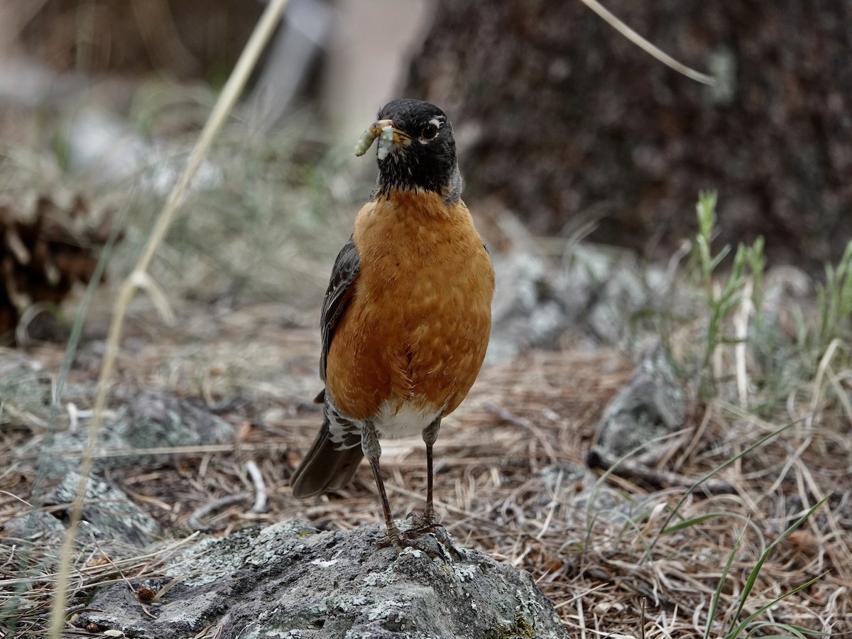 American Robin - ML620184184