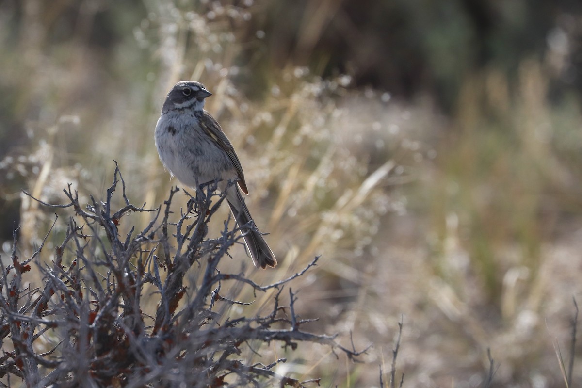 Sagebrush Sparrow - ML620184191