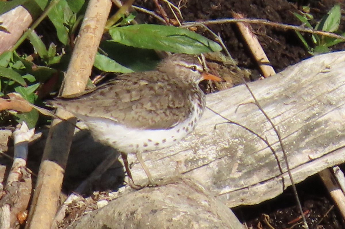 Spotted Sandpiper - ML620184196