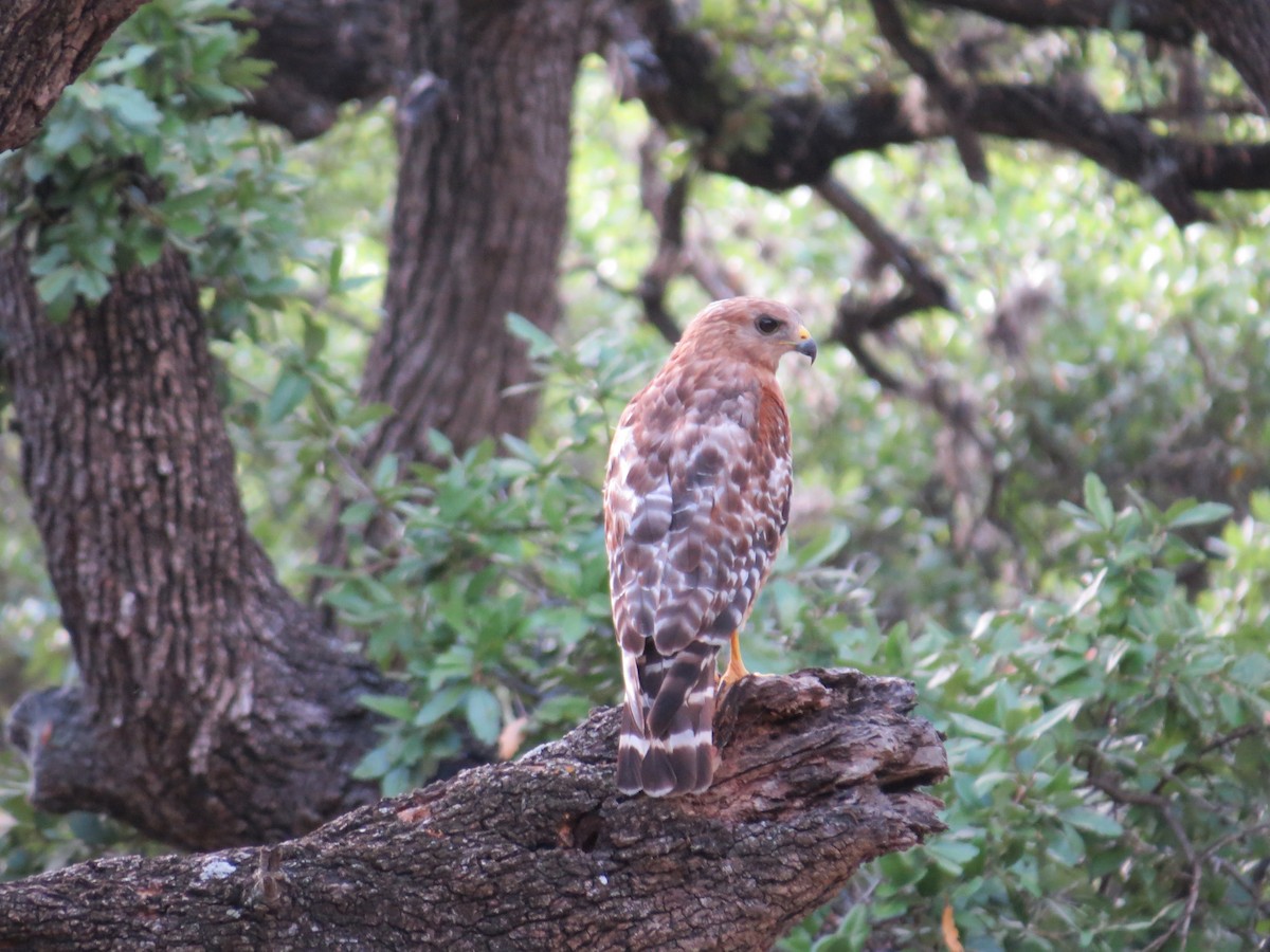 Red-shouldered Hawk - ML620184203