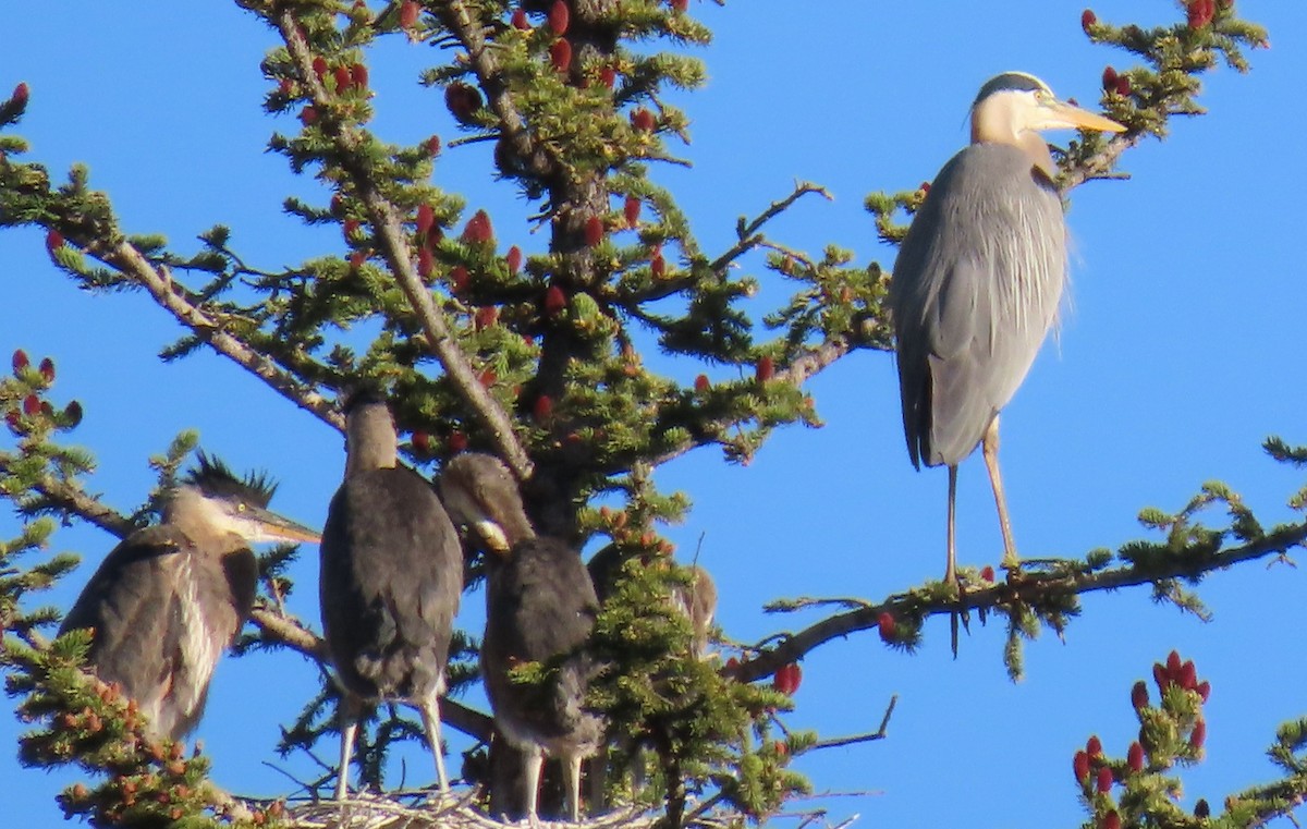 Great Blue Heron - ML620184205