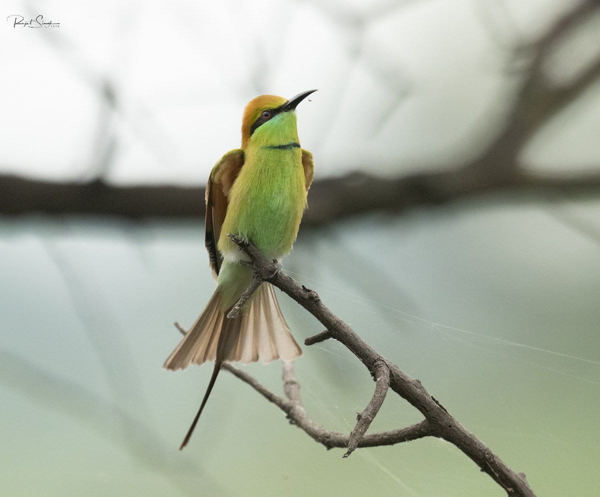 Asian Green Bee-eater - ML620184206