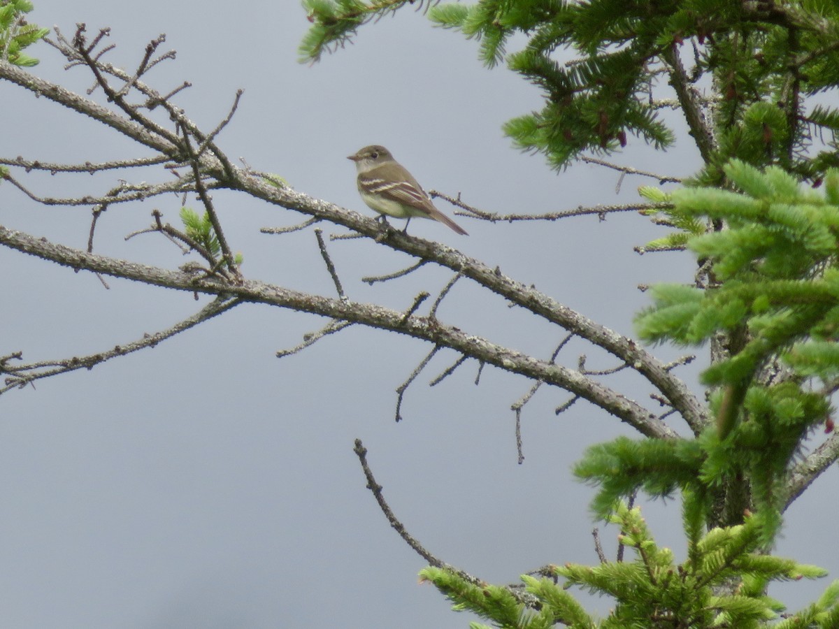 Alder Flycatcher - ML620184207