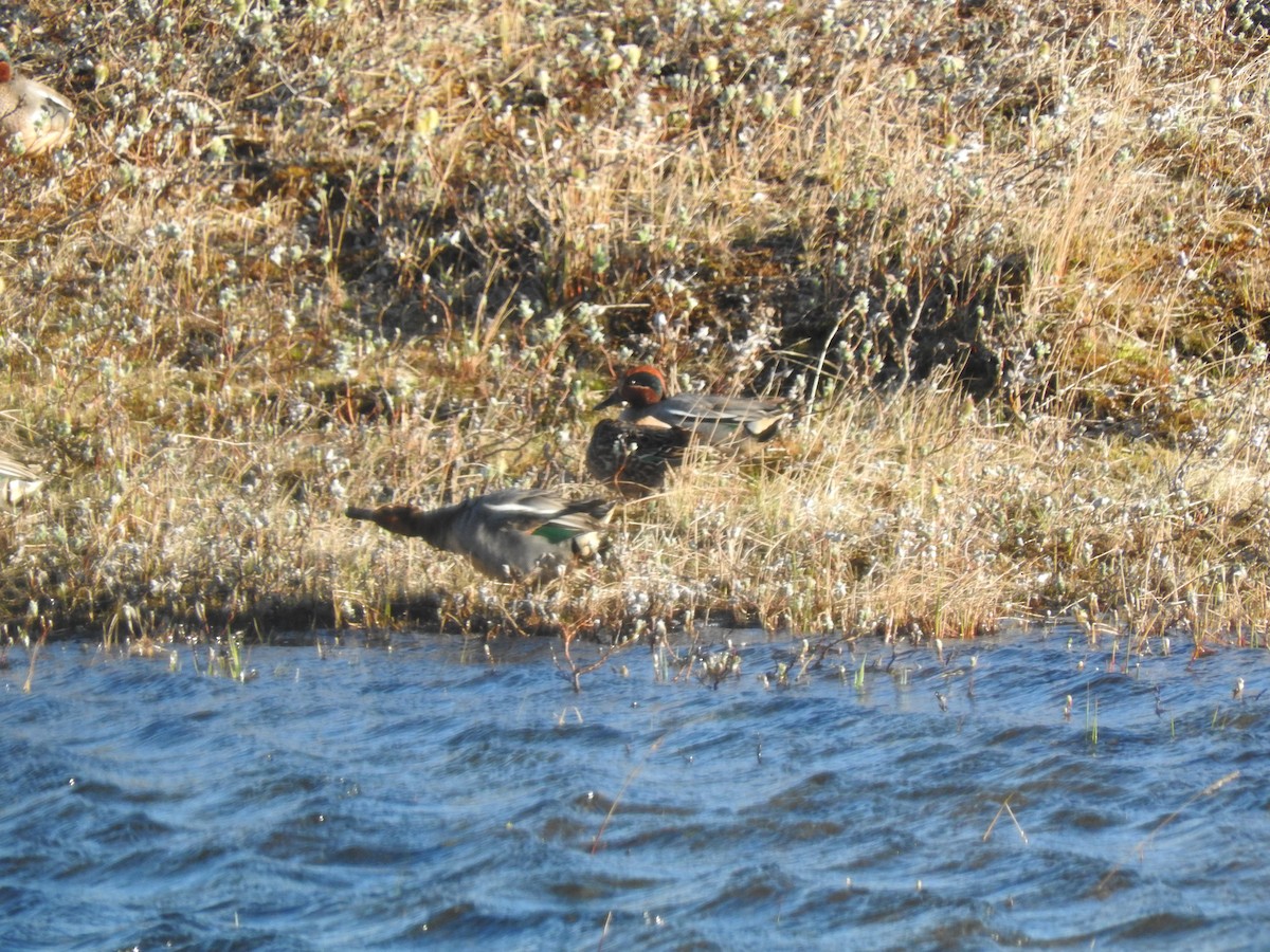 Green-winged Teal (Eurasian) - ML62018421