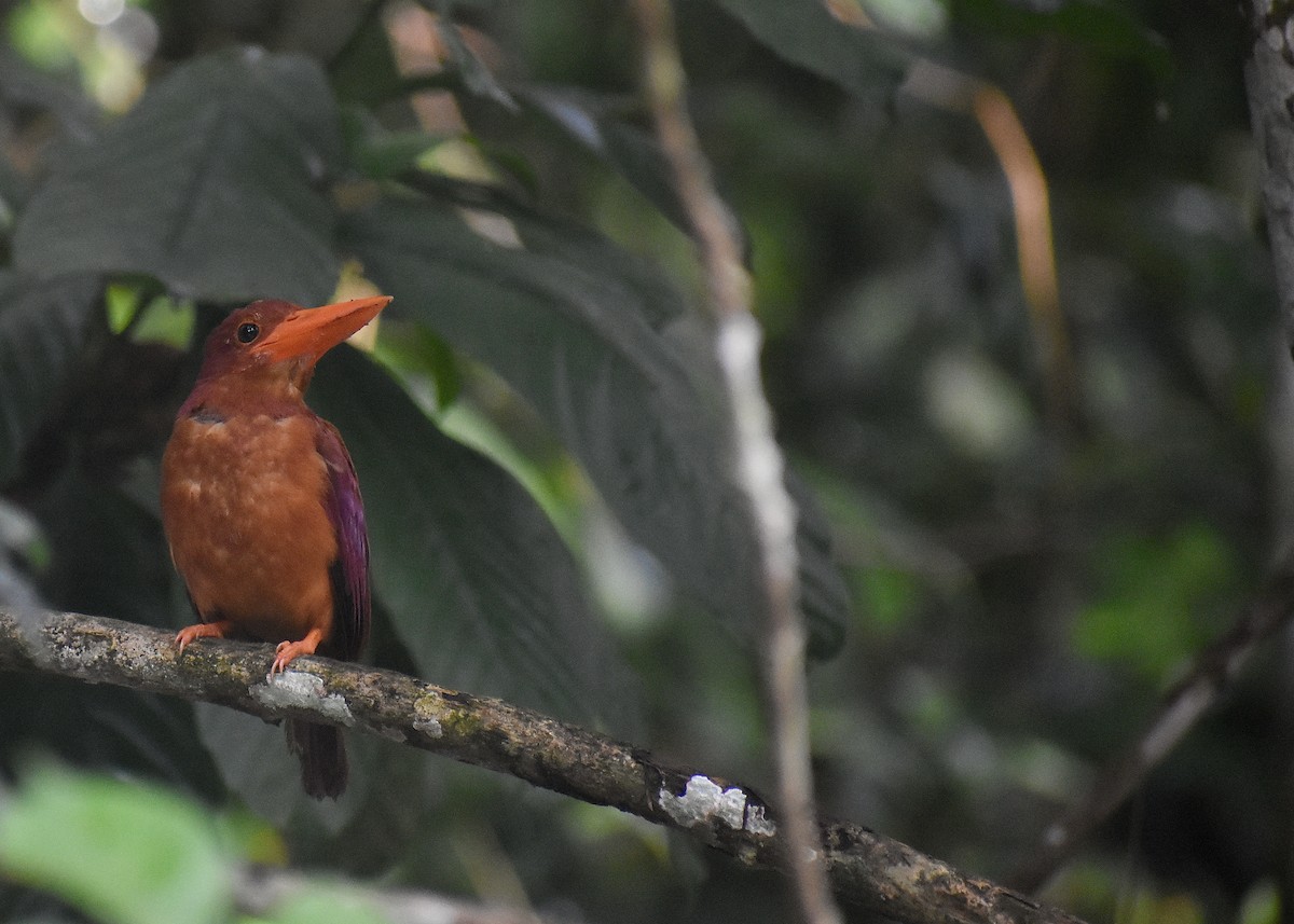 Ruddy Kingfisher - ML620184217