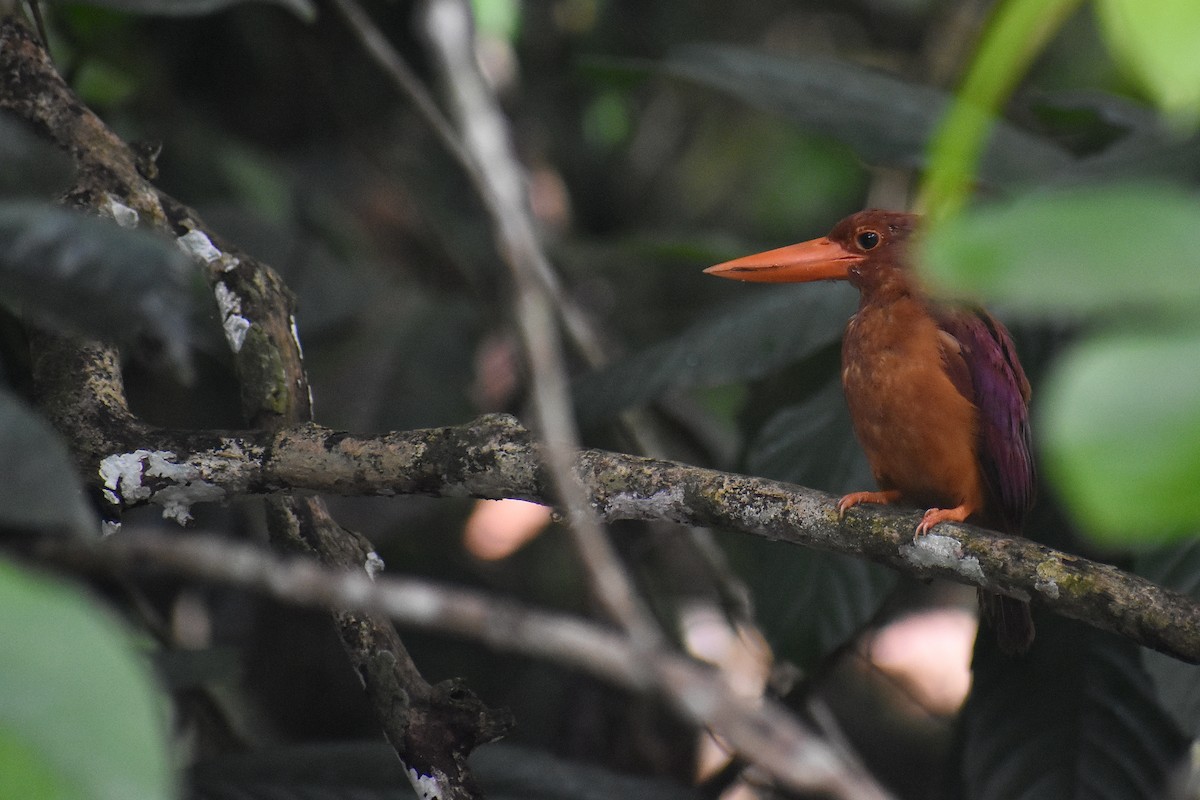 Ruddy Kingfisher - ML620184218