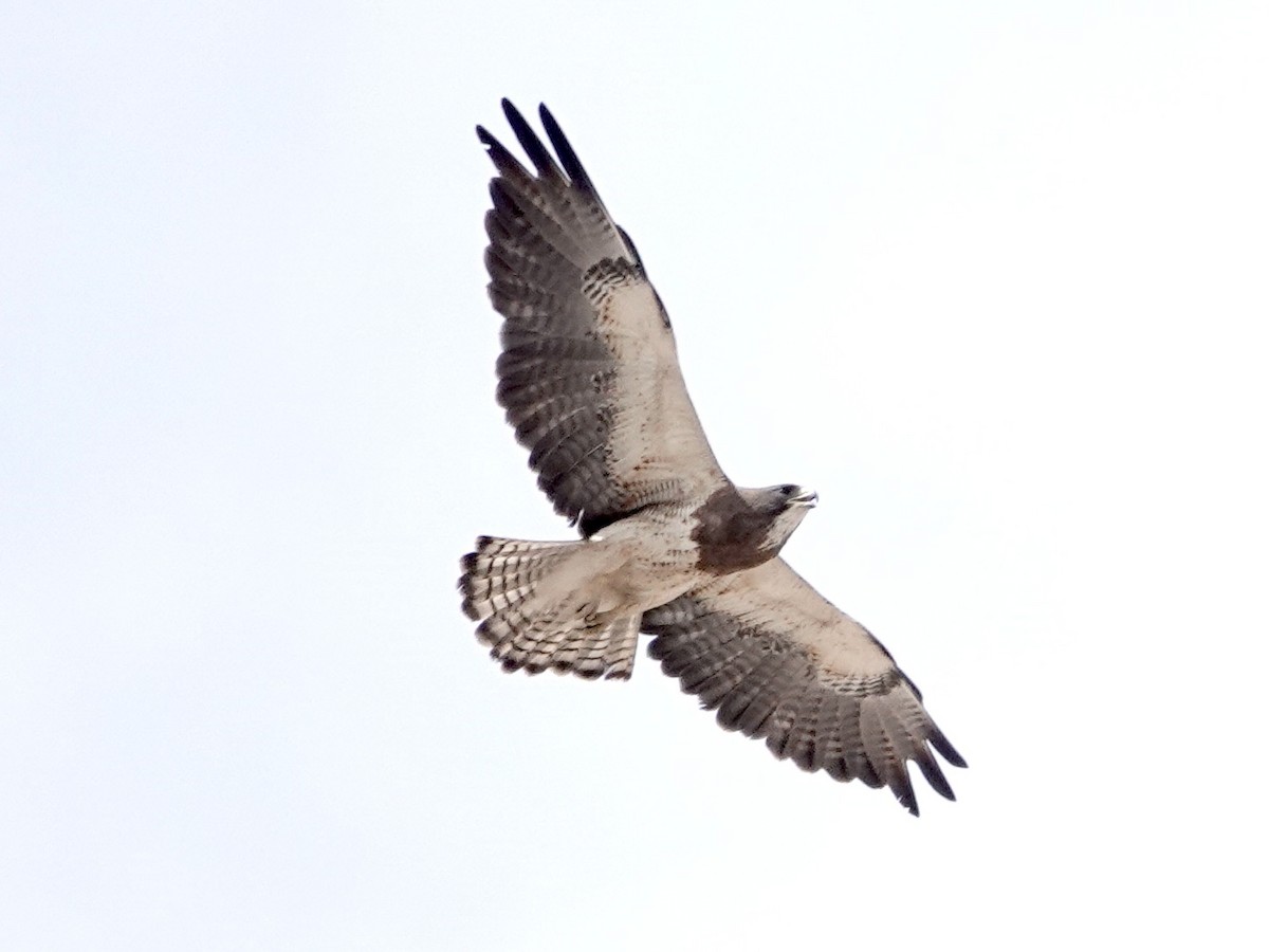 Swainson's Hawk - ML620184224