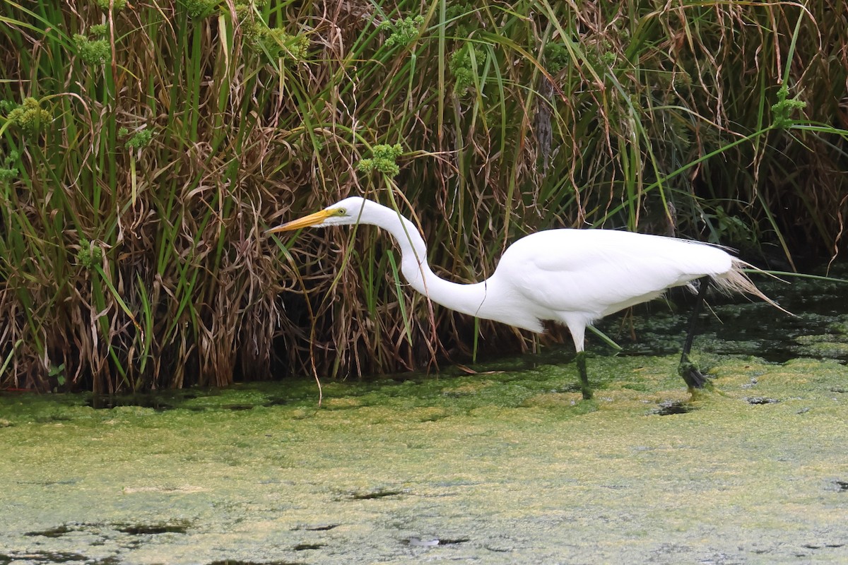 Great Egret - ML620184227