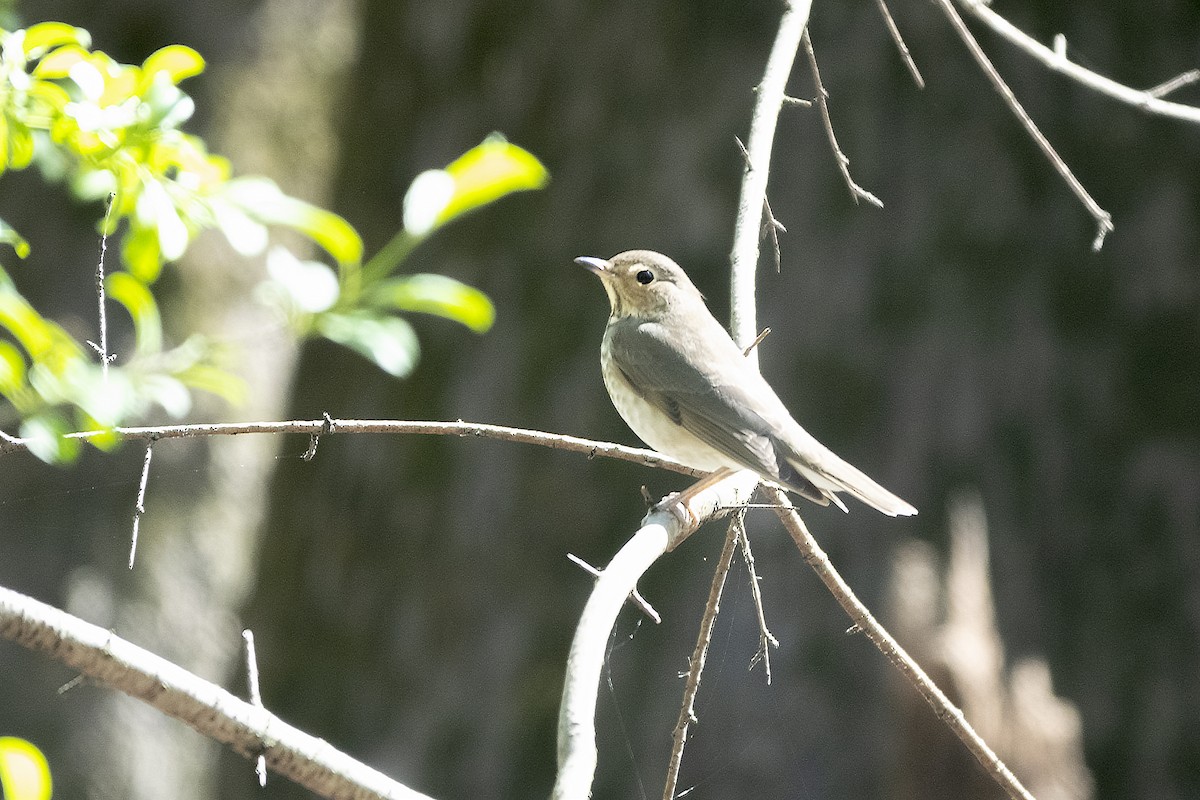 Swainson's Thrush - ML620184228