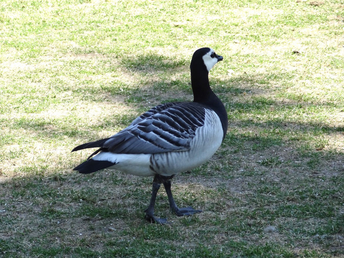 Barnacle Goose - ML620184229