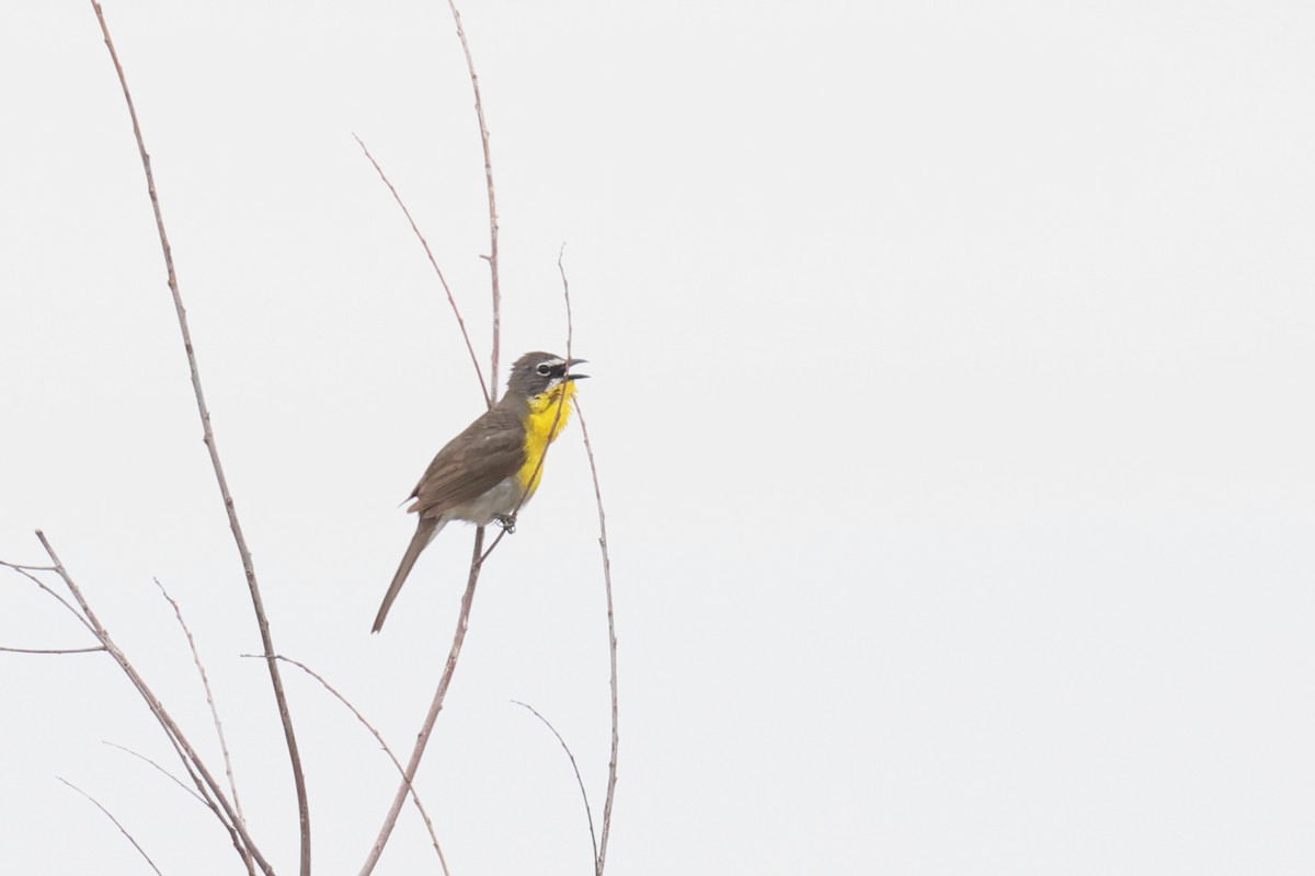 Yellow-breasted Chat - ML620184234