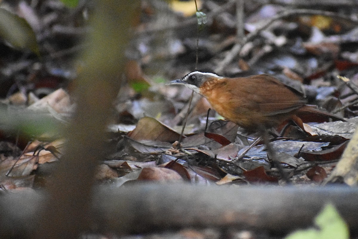 Bornean Black-capped Babbler - ML620184239