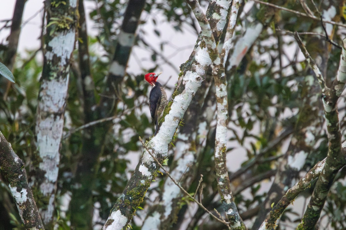 Pale-billed Woodpecker - ML620184241