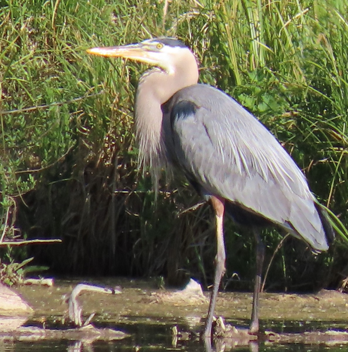 Great Blue Heron - ML620184242