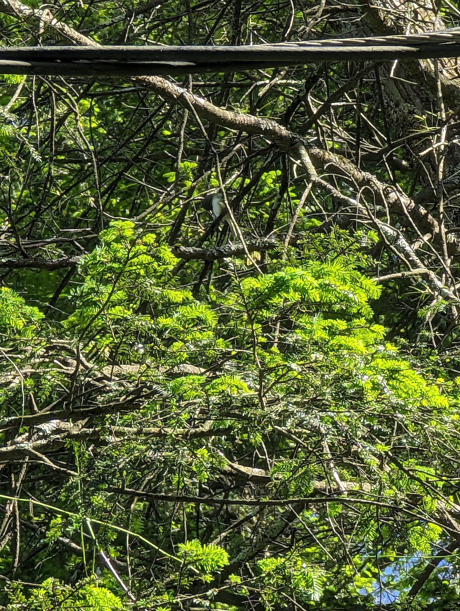 Blue-headed Vireo - ML620184249