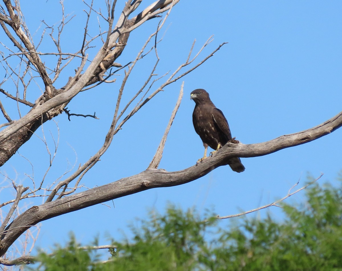 Zone-tailed Hawk - ML620184256