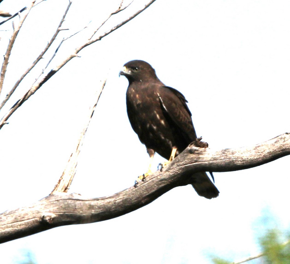 Rußbussard - ML620184257