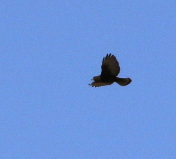 Zone-tailed Hawk - ML620184258