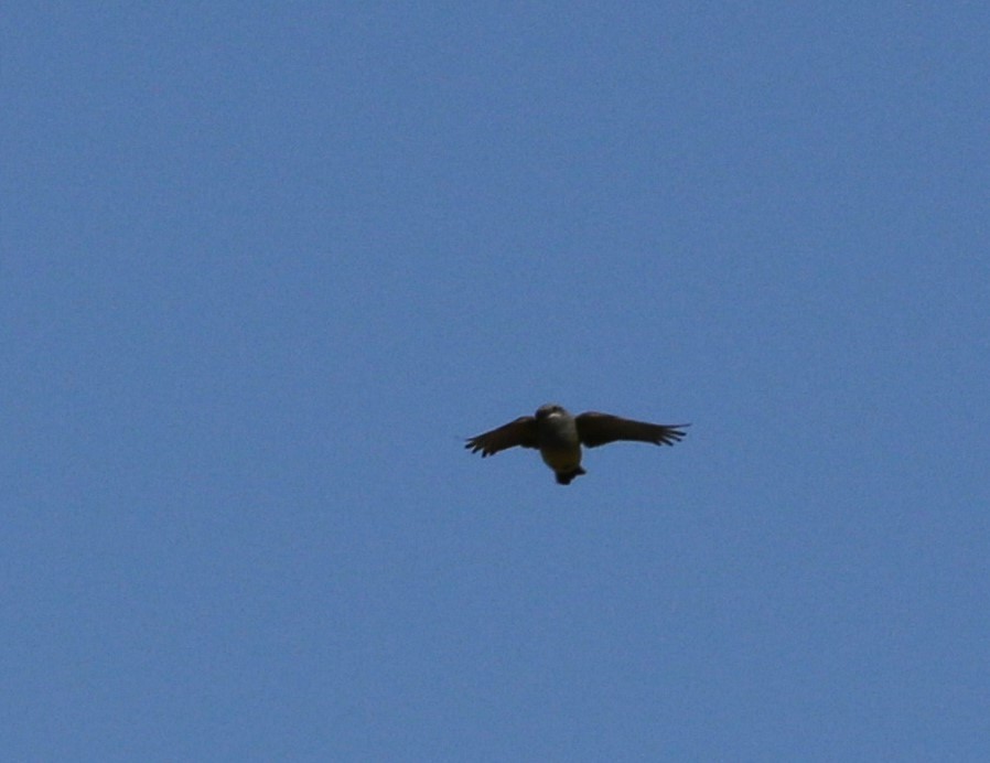 Zone-tailed Hawk - ML620184259