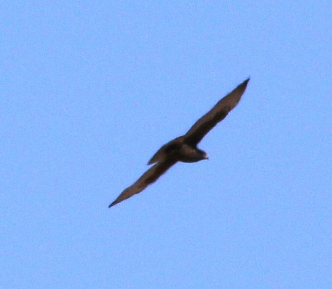 Zone-tailed Hawk - ML620184260