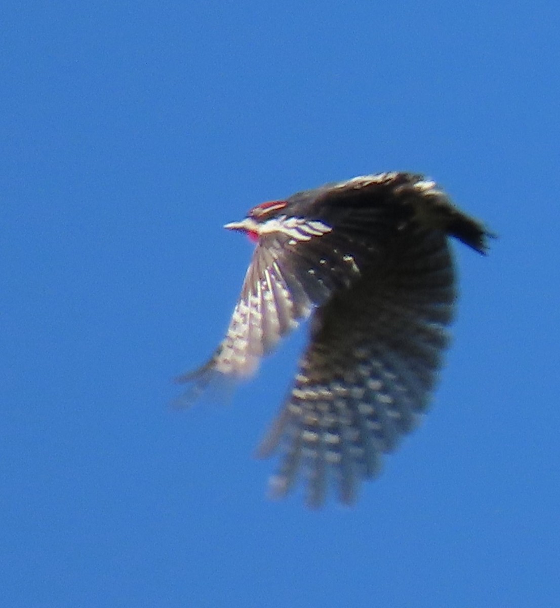 Pic à nuque rouge - ML620184262