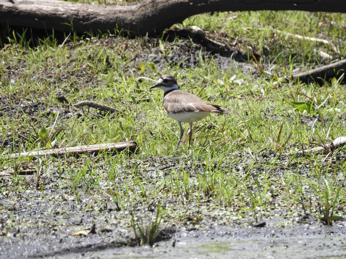 Killdeer - ML620184265