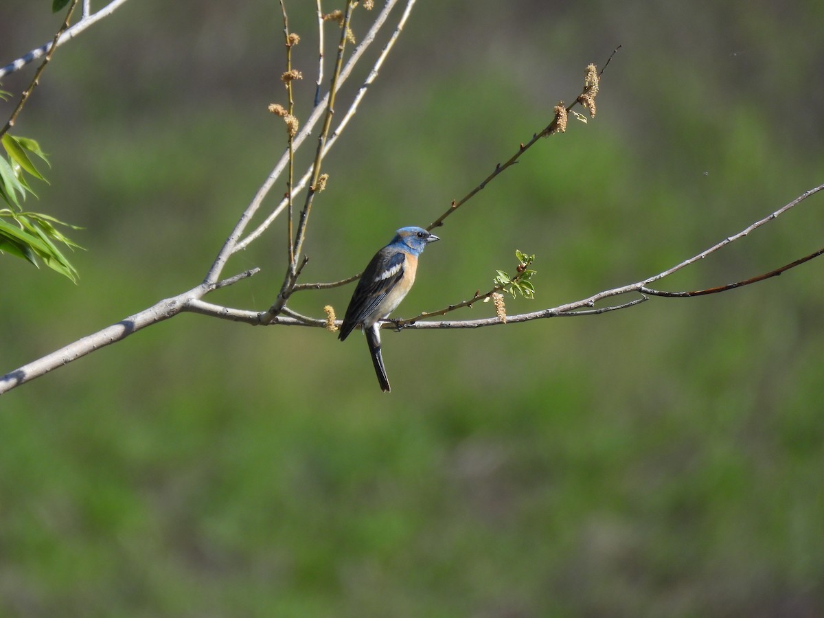 Lazuli Bunting - ML620184266