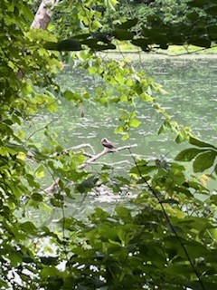 terej žlutonohý - ML620184275