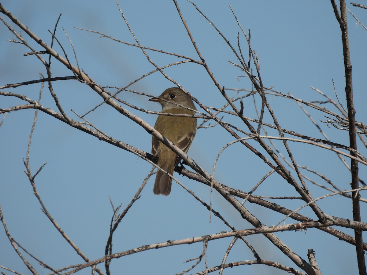 Western Wood-Pewee - ML620184276