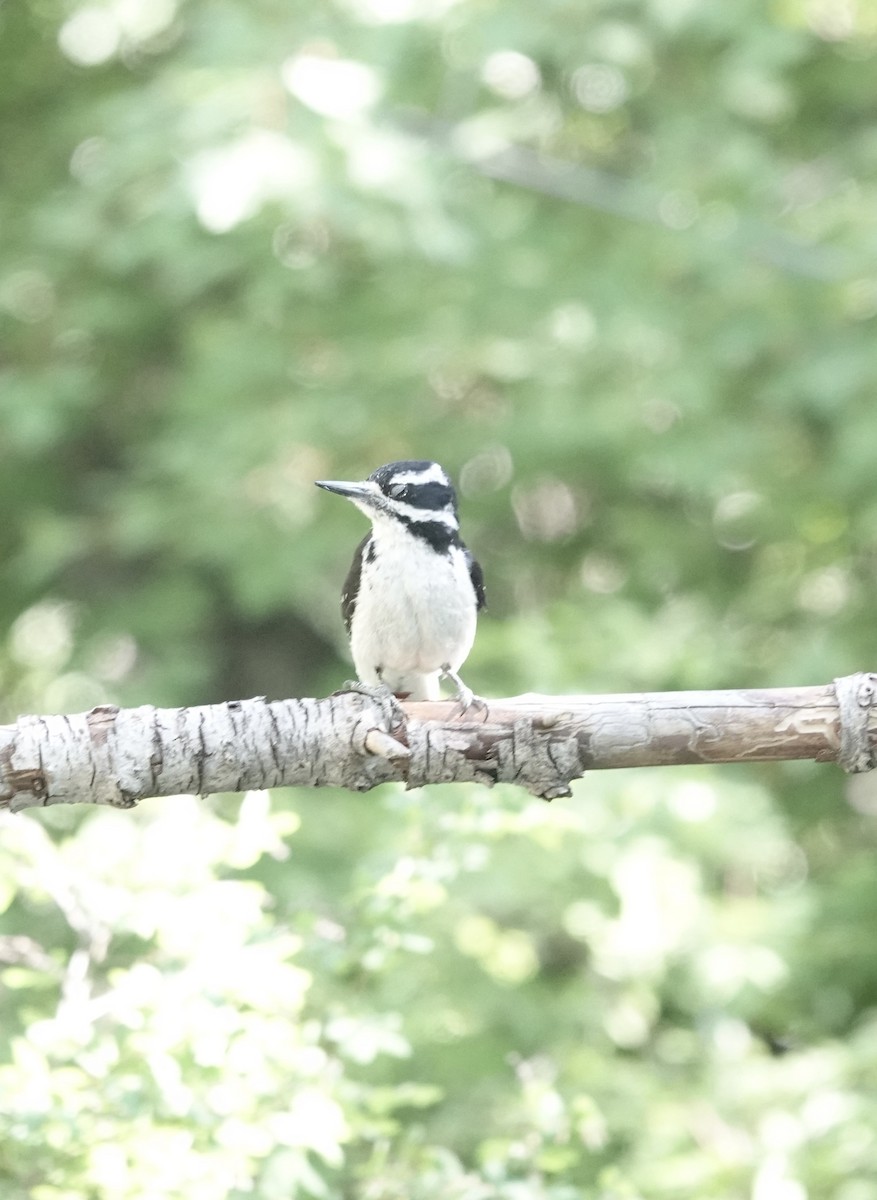Hairy Woodpecker - May Goldenberg