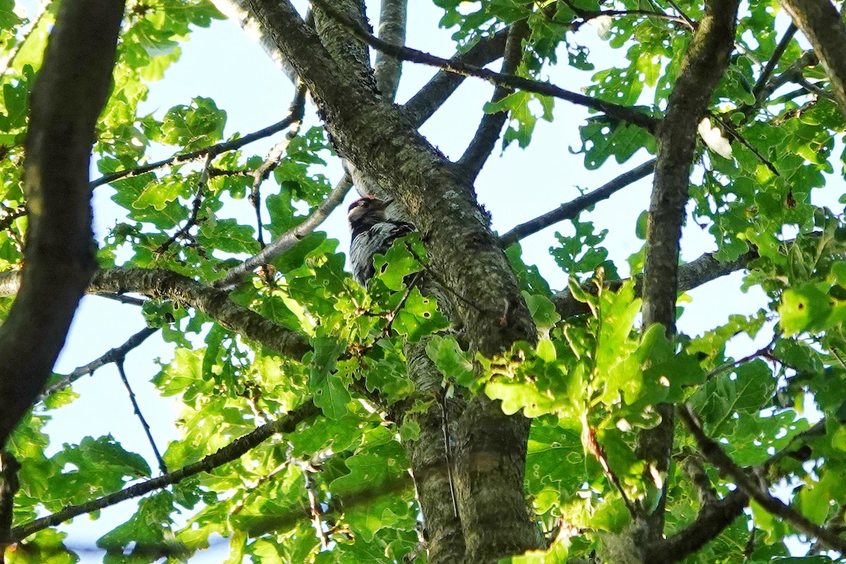 Цоохор тоншуул - ML620184300