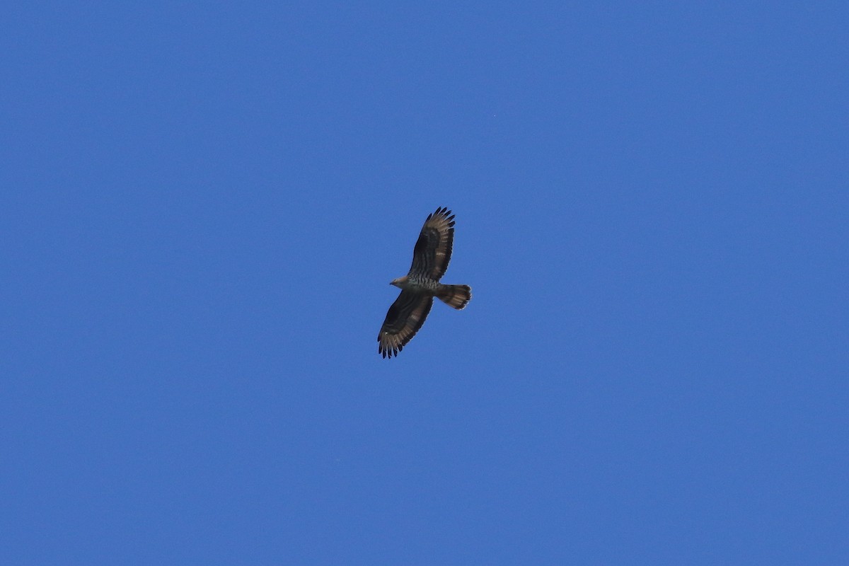 European Honey-buzzard - ML620184304