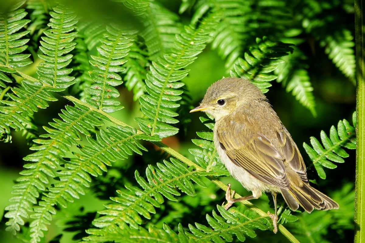 Урианхайн дууч шувуу - ML620184305