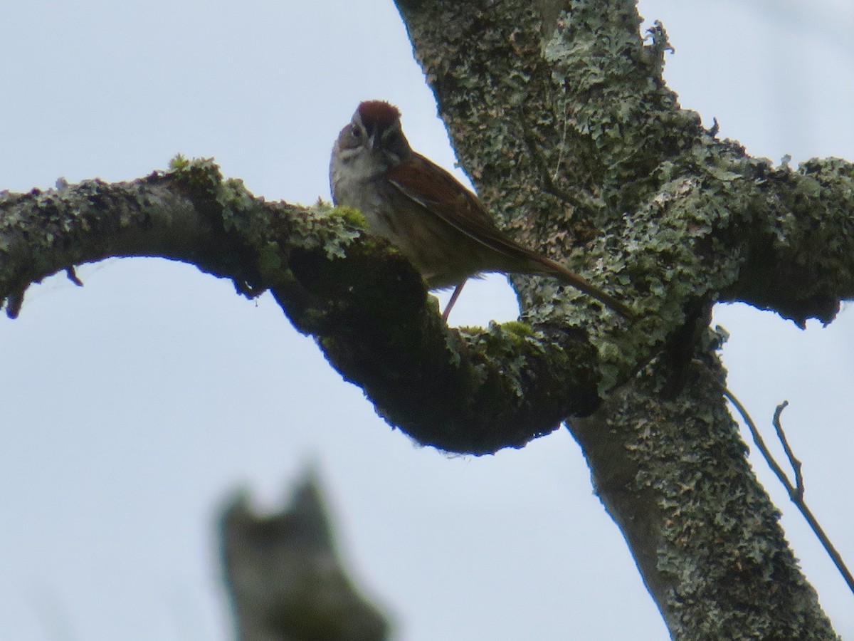 Swamp Sparrow - ML620184306