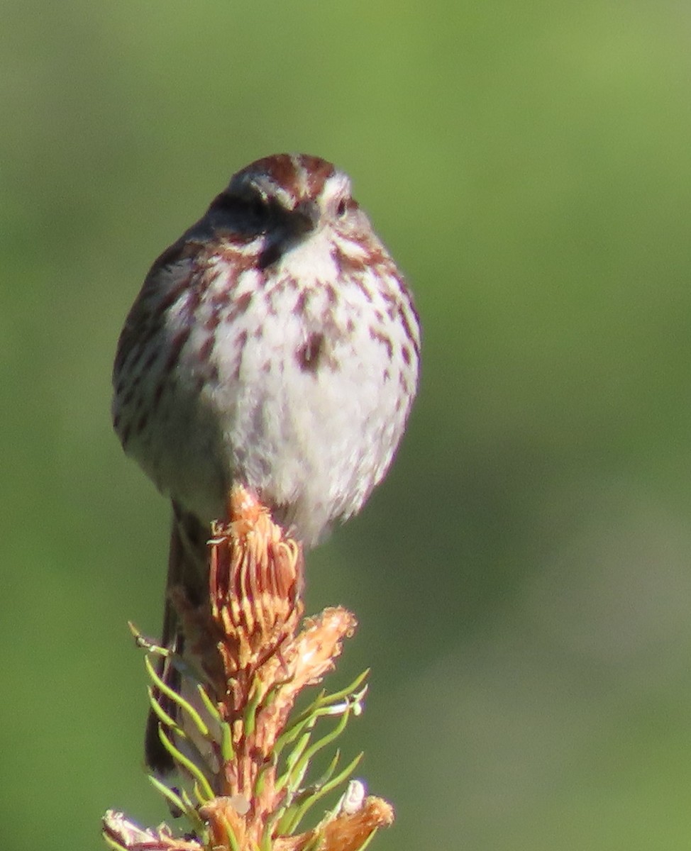 Song Sparrow - ML620184307