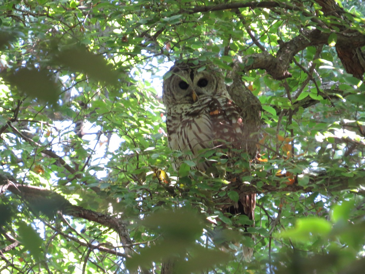 Barred Owl - ML620184321