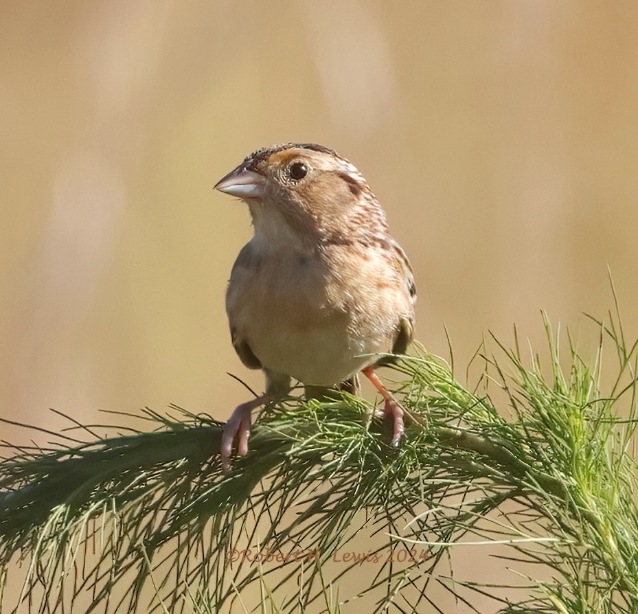 Grasshopper Sparrow - ML620184325