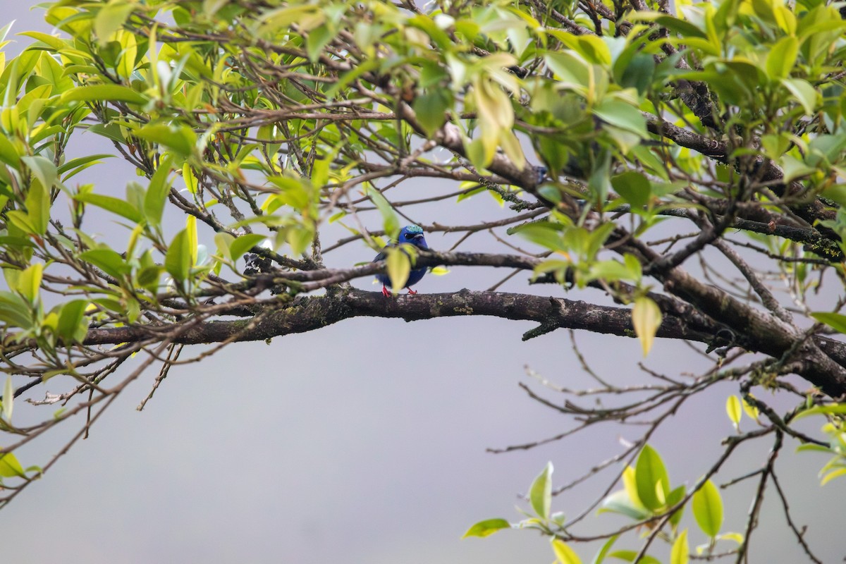 Red-legged Honeycreeper - ML620184326