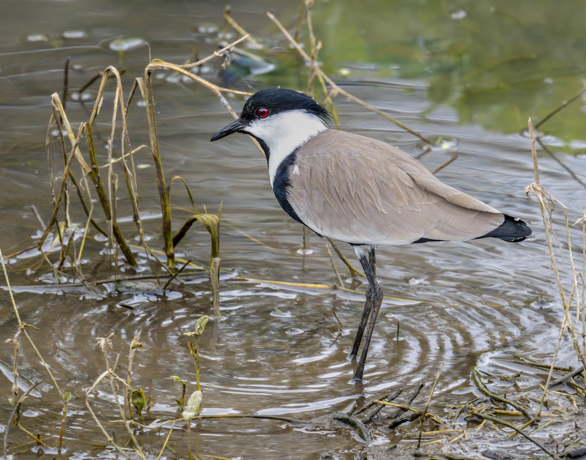 Spur-winged Lapwing - ML620184332