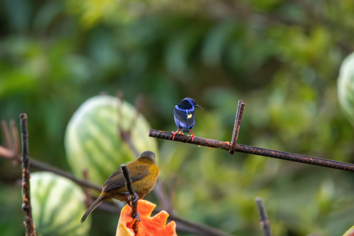 Red-legged Honeycreeper - ML620184338