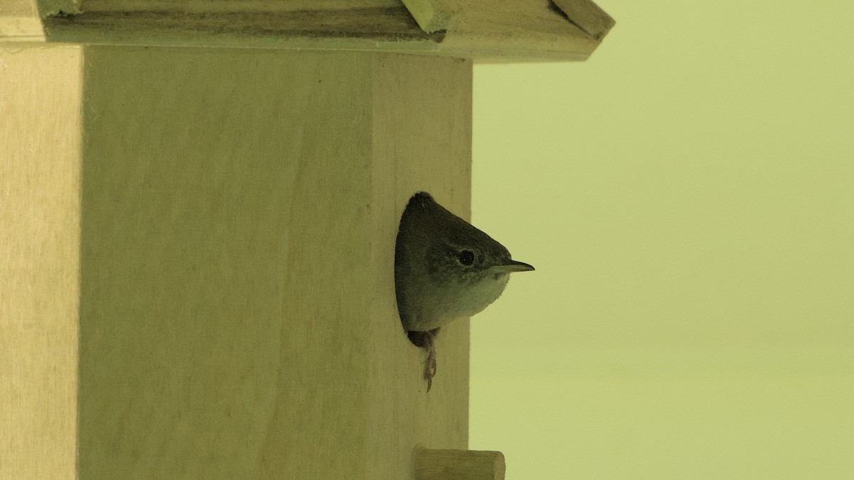 House Wren - ML620184340