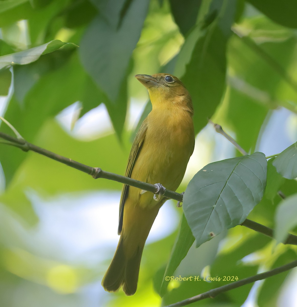 Summer Tanager - ML620184344