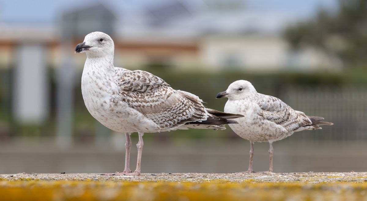 Great Black-backed Gull - ML620184346