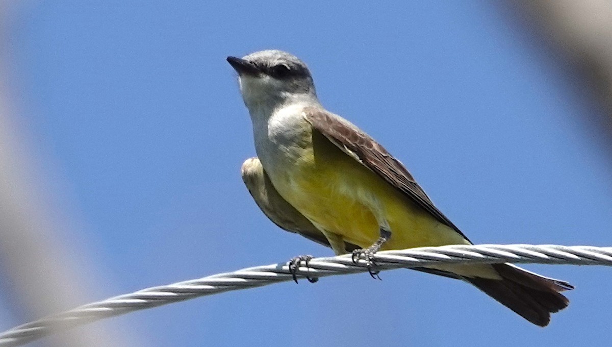 Western Kingbird - ML620184348