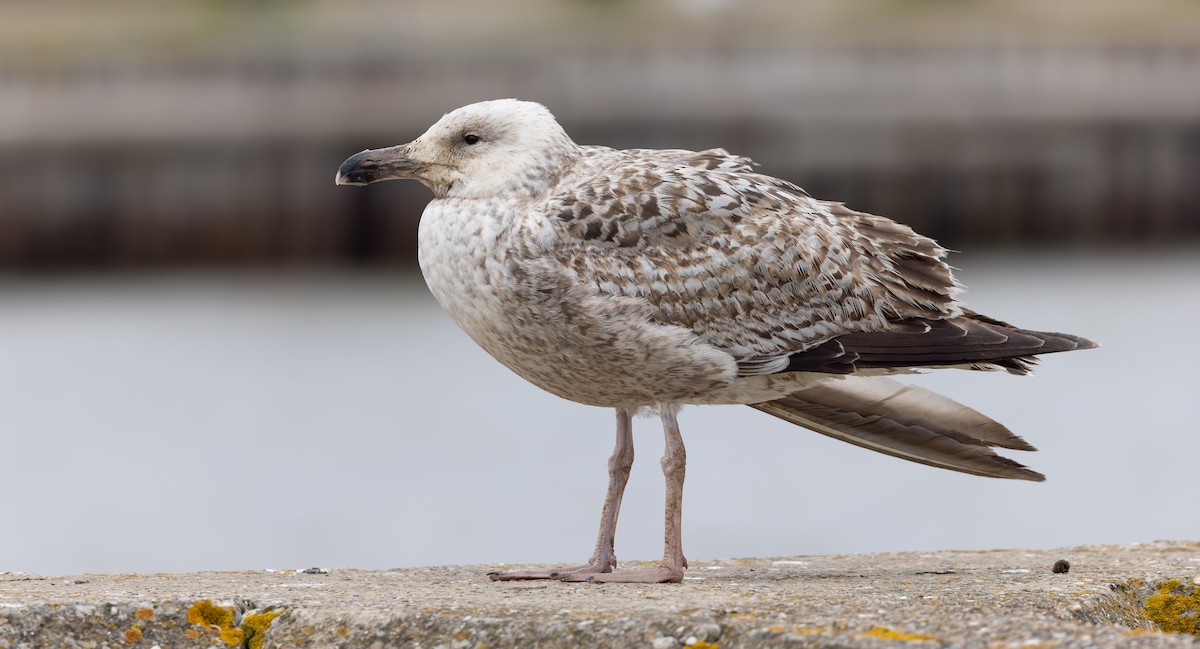 Great Black-backed Gull - ML620184350