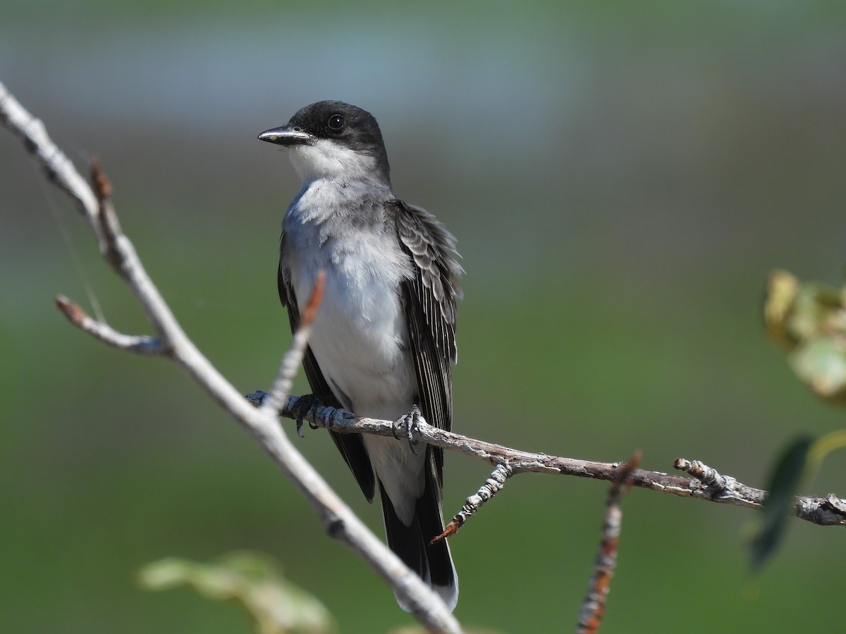 Eastern Kingbird - ML620184355