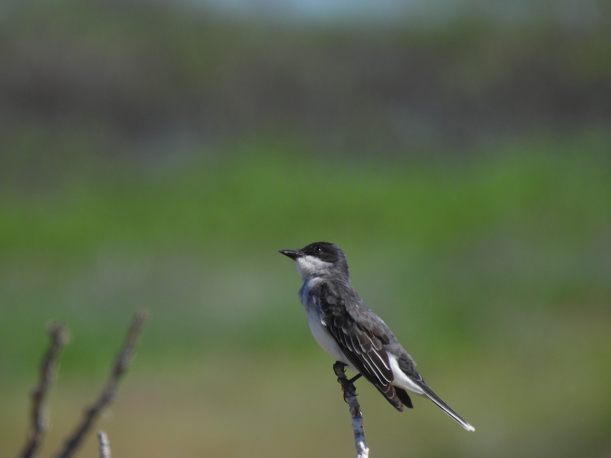 Schieferrücken-Königstyrann - ML620184356