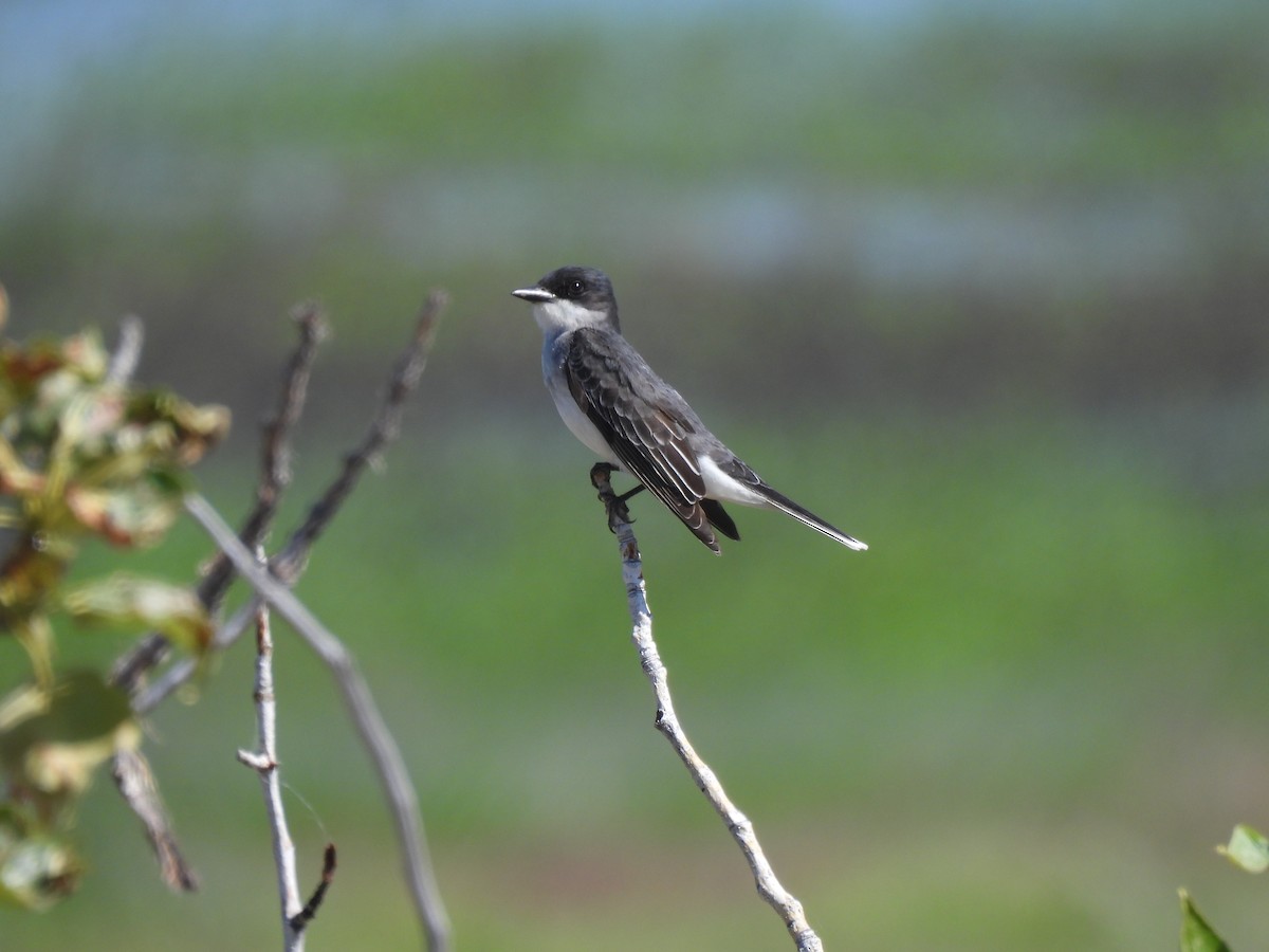 Eastern Kingbird - ML620184357